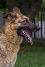 Rocky, a black and tan german shepherd