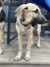 Rocky, a blond and black german shepherd puppy