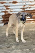 Rocky, a blond and black german shepherd puppy