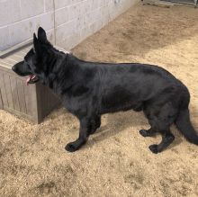 Roman, a black german shepherd