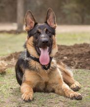 Ronny, a black and tan german shepherd