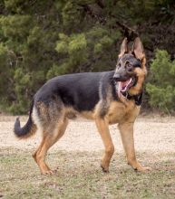 Ronny, a black and tan german shepherd