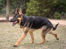 Ronny, a black and tan german shepherd