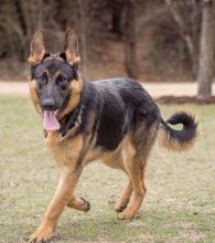 Ronny, a black and tan german shepherd