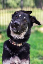 Rookie, a black and silver german shepherd