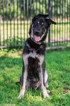 Rookie, a black and silver german shepherd