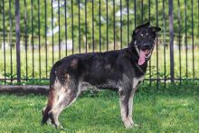 Rookie, a black and silver german shepherd