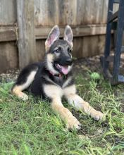 Rose, a black and tan german shepherd puppy