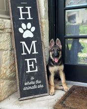 Home is where the pets are sign with Rose