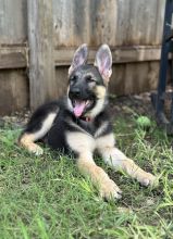 Rose, a black and tan german shepherd puppy