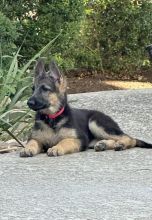 Rose, a black and tan german shepherd puppy