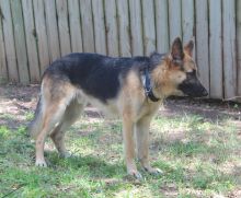 Rowdy, a black and tan german shepherd 