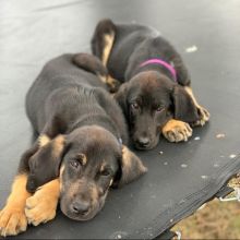 Rox and Joy as puppies