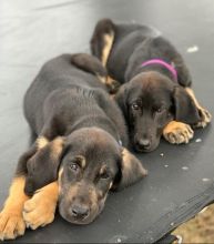 Rox and Joy as puppies