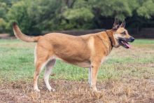 Ruby, a black and tan german shepherd mix