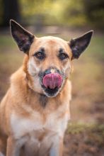 Ruby trying to get the peanut butter off her nose