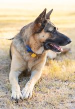 Rusty, a black and tan german shepherd