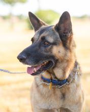 Rusty, a black and tan german shepherd