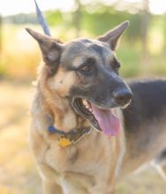 Rusty, a black and tan german shepherd