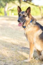 Rusty, a black and tan german shepherd