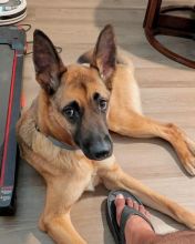 Ryder, a black and tan german shepherd