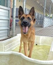 Ryder in the pool