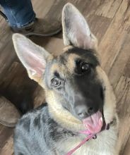 Sadie, a black and tan german shepherd