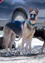 Sandy, a black and tan german shepherd