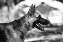 Sandy in profile