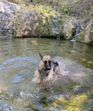 Sandy swimming with a waterfall in the background