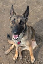 Shakira, a black and tan German Shepherd/Malinois mix