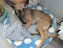 Shakira, a black and tan German Shepherd/Malinois mix