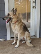 Sheba, a black and tan shepherd 