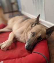 Sheba, a black and tan shepherd sleeping