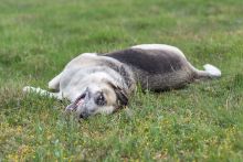 Sheeba enjoying the spring grass