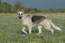 Sheeba, a black and silver german shepherd