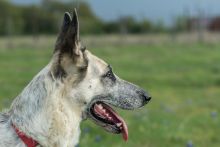 Sheeba, a black and silver german shepherd