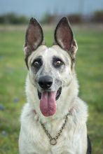 Sheeba, a black and silver german shepherd