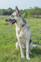 Sheeba, a black and silver german shepherd