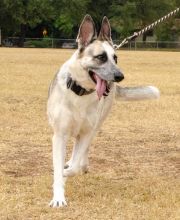 Sheeba, a black and silver german shepherd