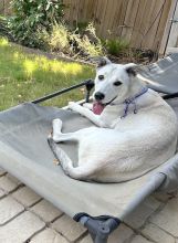 Shelby, a white and gray shepherd mix