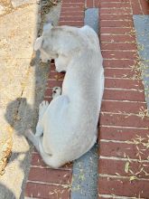 Shelby, a white and gray shepherd mix