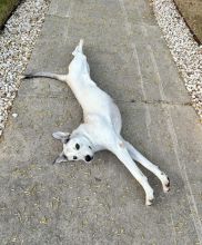 Shelby, a white and gray shepherd mix