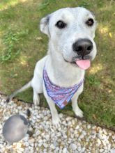 Shelby, a white and gray shepherd mix