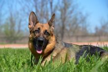 Shelby, a black and tan german shepherd