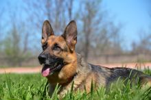 Shelby, a black and tan german shepherd