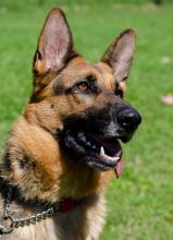 Shelby, a black and tan german shepherd