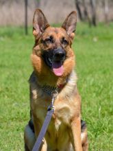 Shelby, a black and tan german shepherd