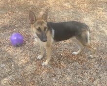 Shelly a black and tan german shepherd