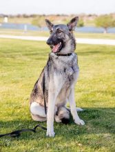 Shep, a.black and tan german shepherd